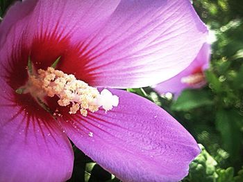 Close-up of pink flower