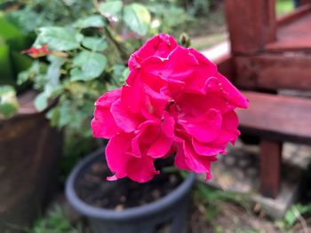 Close-up of pink flower blooming outdoors