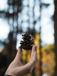 Close-up of hand holding pine cone against forest