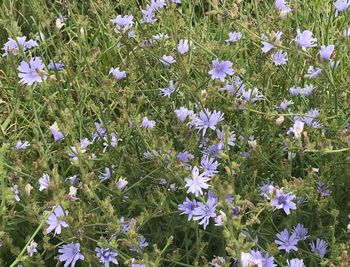 Blue flowers blooming on field