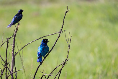 Bird perching on a branch