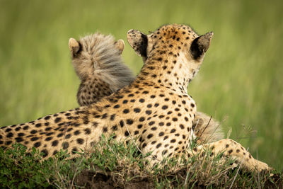 Cheetah and cub on mound facing away