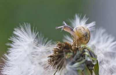 Close-up of flowering plant