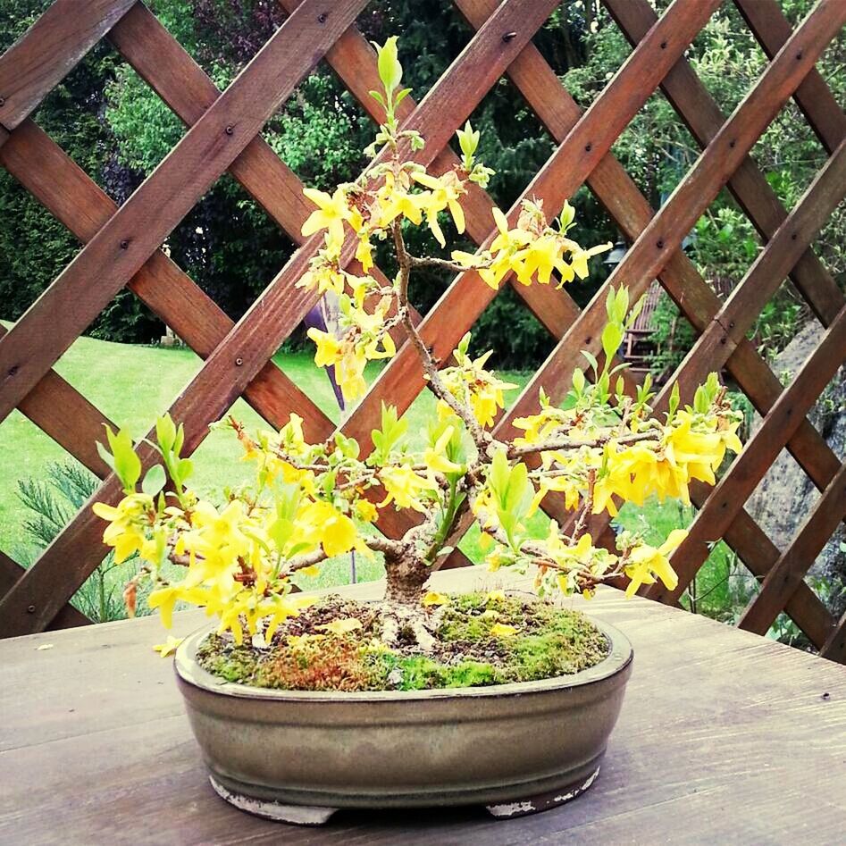 flower, plant, potted plant, growth, wood - material, flower pot, wooden, leaf, freshness, nature, fragility, wood, front or back yard, beauty in nature, high angle view, day, no people, pot plant, table, outdoors