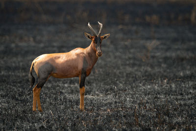 Topi stands eyeing camera in burnt grassland