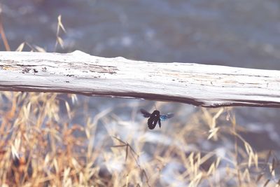 Close-up of insect flying against blurred background