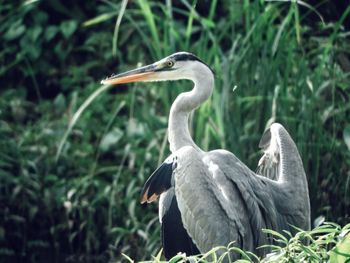 High angle view of gray heron