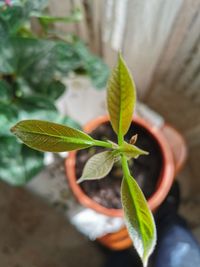 Close-up of potted plant leaves