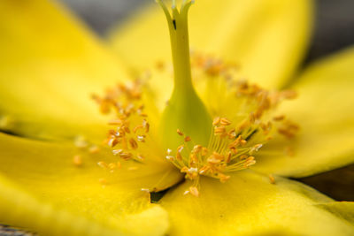 Close-up of yellow day lily