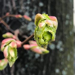 Close-up of flower bud