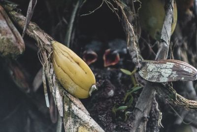 Close-up of fruit growing on tree