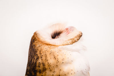 Close-up of a bird over white background