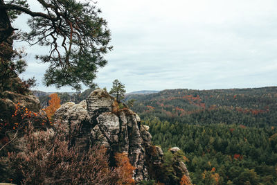 Scenic view of trees against sky