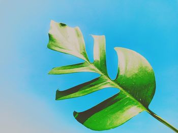 Close-up of plant against blue sky