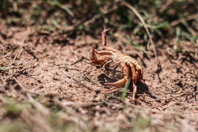 Close-up of crab on field