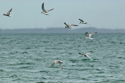 Seagull flying over sea