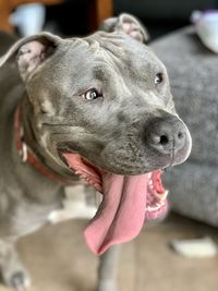 Close-up of dog looking away