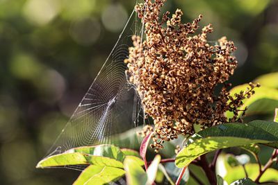 Close-up of butterfly pollinating flower