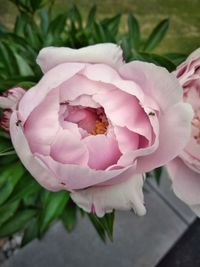 Close-up of pink rose flower