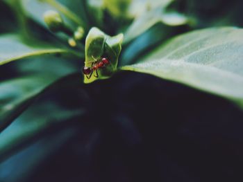 Close-up of spider on leaf