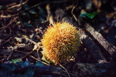 Close-up of wilted plant on field