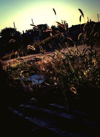 Plants growing in the dark