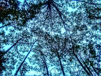 Low angle view of trees against sky