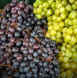 Close-up of grapes growing in container