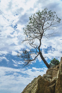 Low angle view of tree against sky