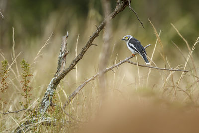 Close-up of bird perching on branch
