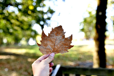 Close-up of hand holding maple leaves
