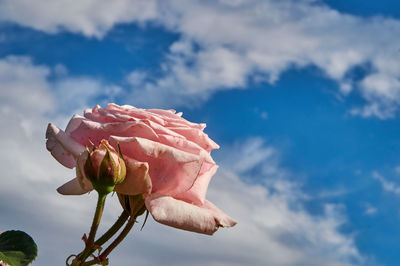 Low angle view of pink rose blooming against sky