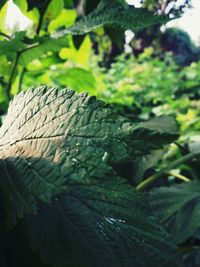 Close-up of fresh green plant