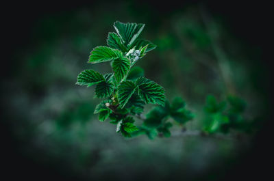 Close-up of green plant