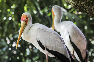 Two yellow-billed storks side by side