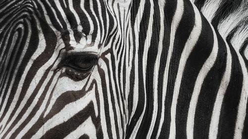 Close-up of zebra