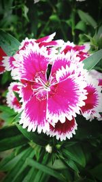 Close-up of pink flowers blooming outdoors