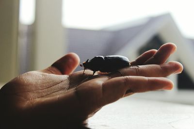 Close-up of hand holding insect