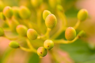 Close-up of flower buds