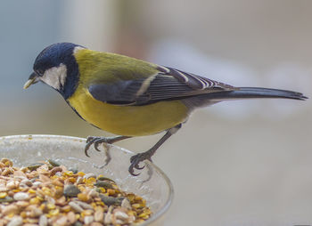 Close-up of bird eating food