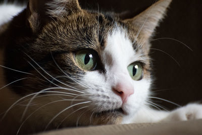 Close-up portrait of cat