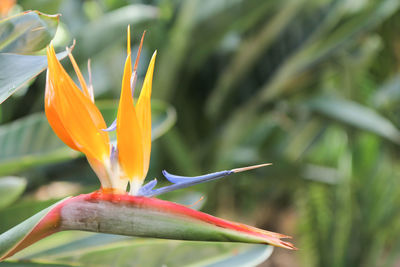 Close-up of orange flowering plant