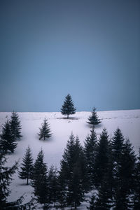 Moody view of pine trees against sky during winter at blue hour