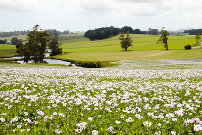 Scenic view of flower field against sky