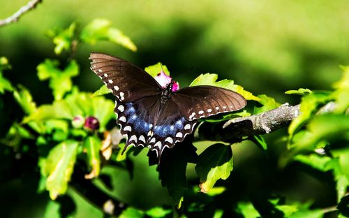 Close-up of butterfly on leaf