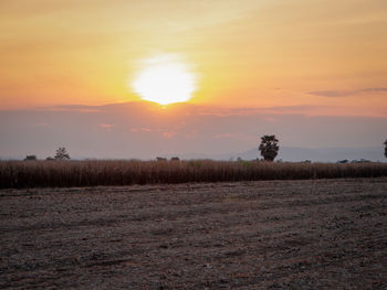 Scenic view of field against sky during sunset