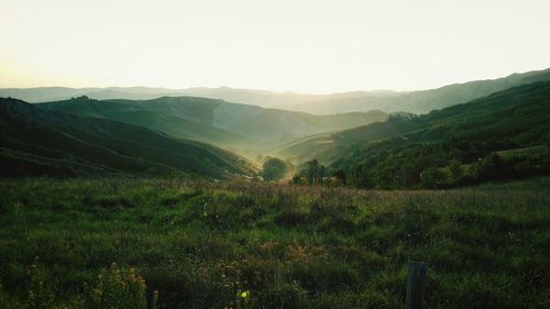 Scenic view of grassy field