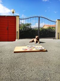 Boy playing with cat in park against sky