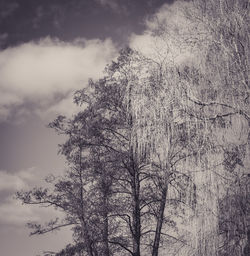 Low angle view of bare tree against sky