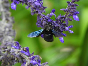 Close-up of bee pollinating on purple flower